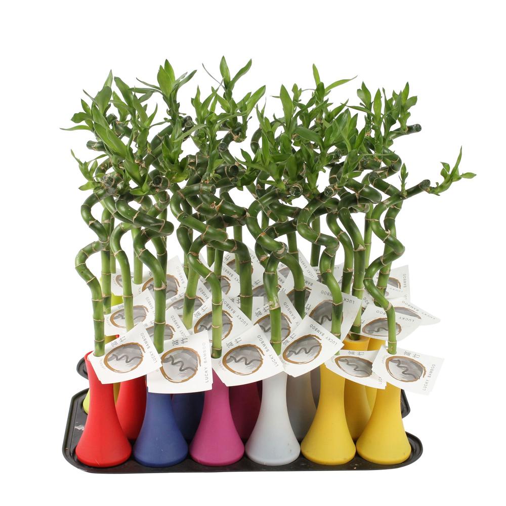 lucky bamboo