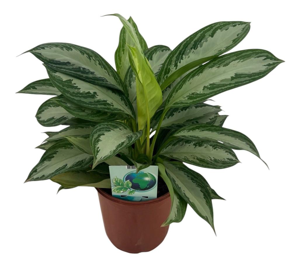 Aglaonema