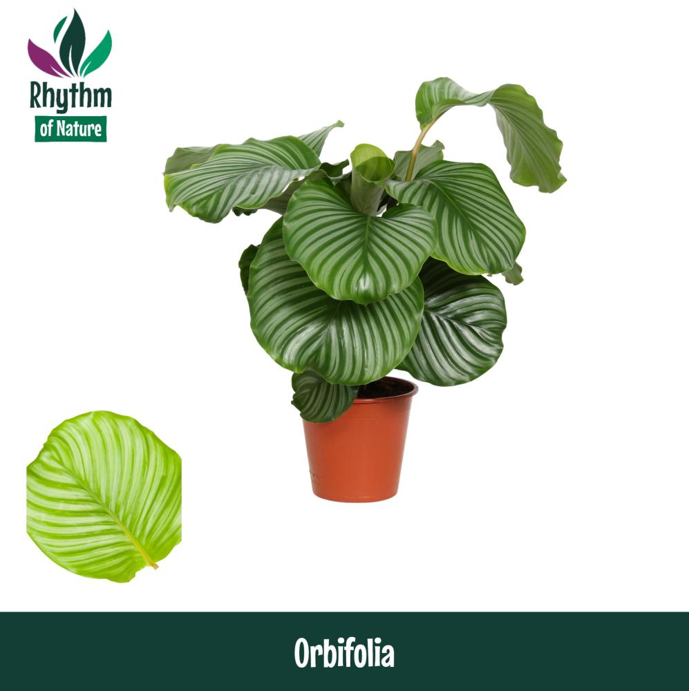 calathea