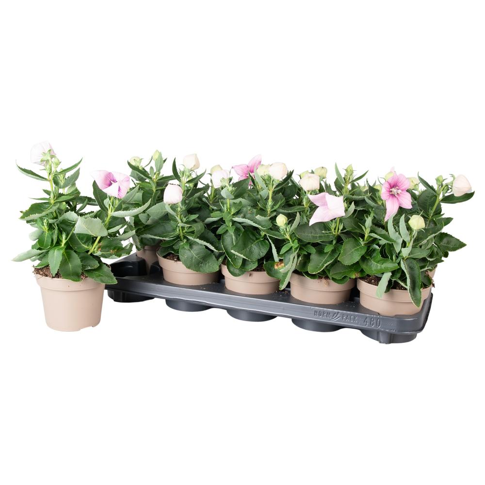 platycodon