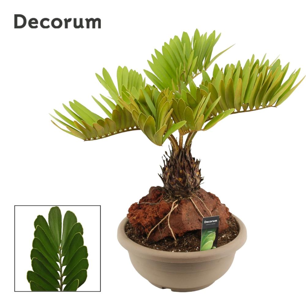 Zamia