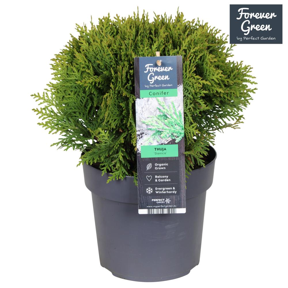 thuja