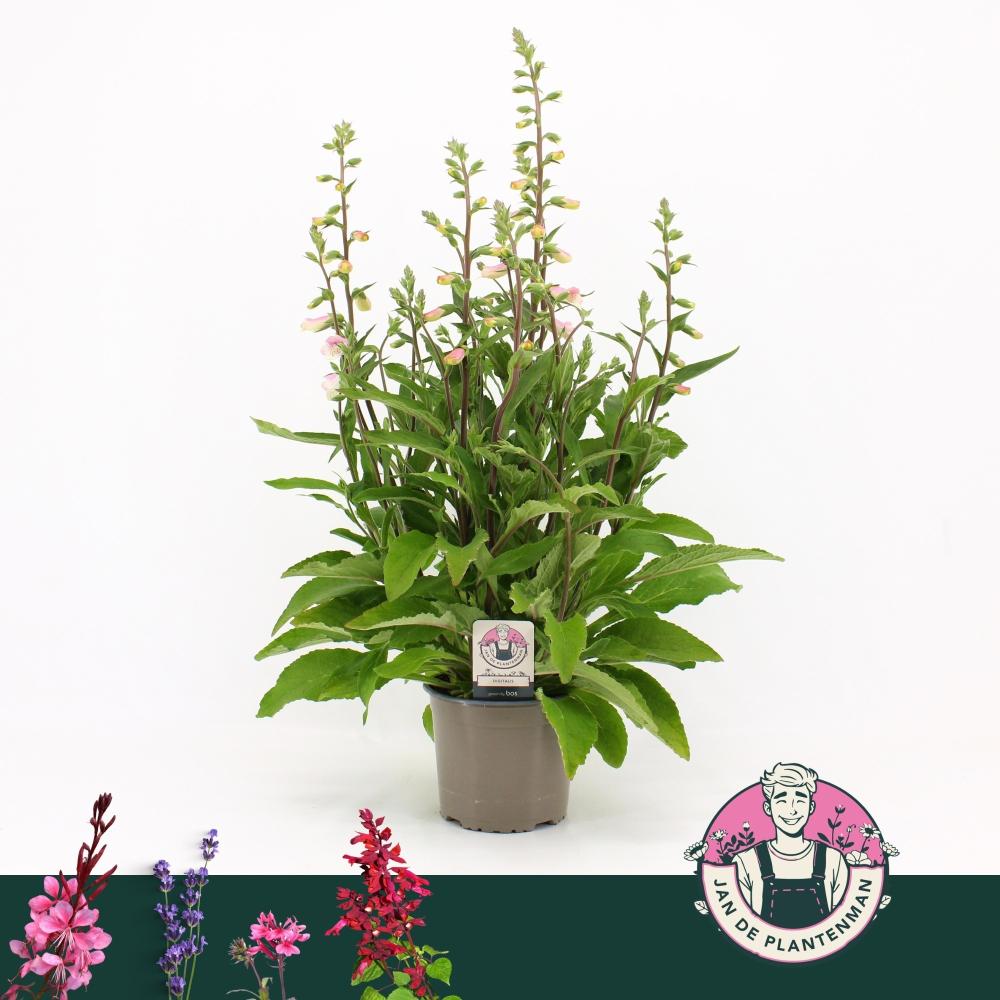 Digitalis