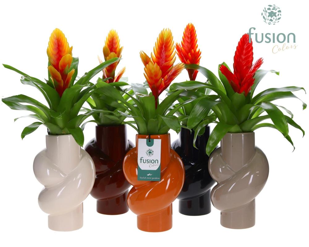Vriesea