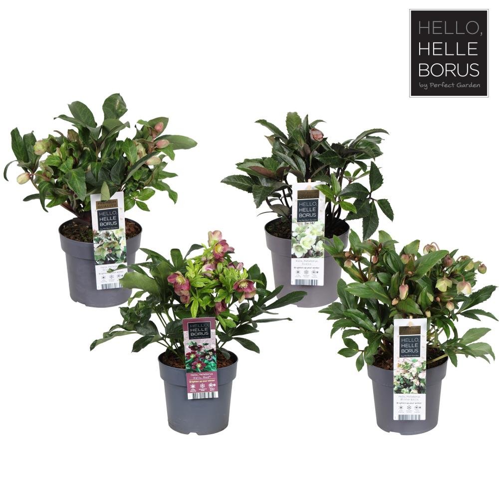 Helleborus