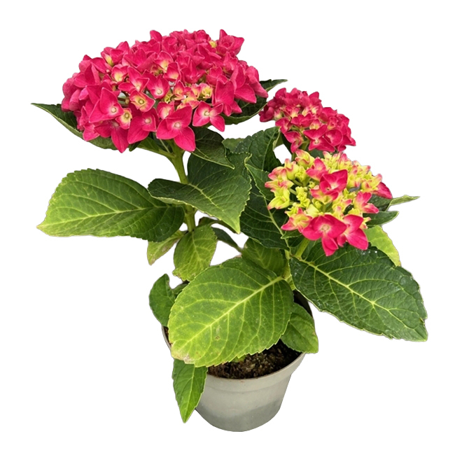 hydrangea macrophylla