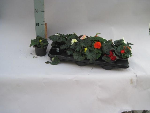 Begonia