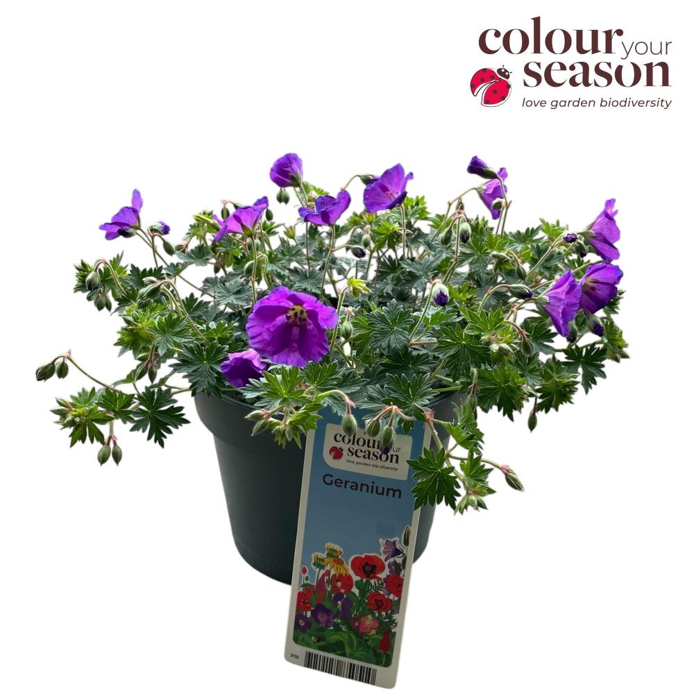 Geranium