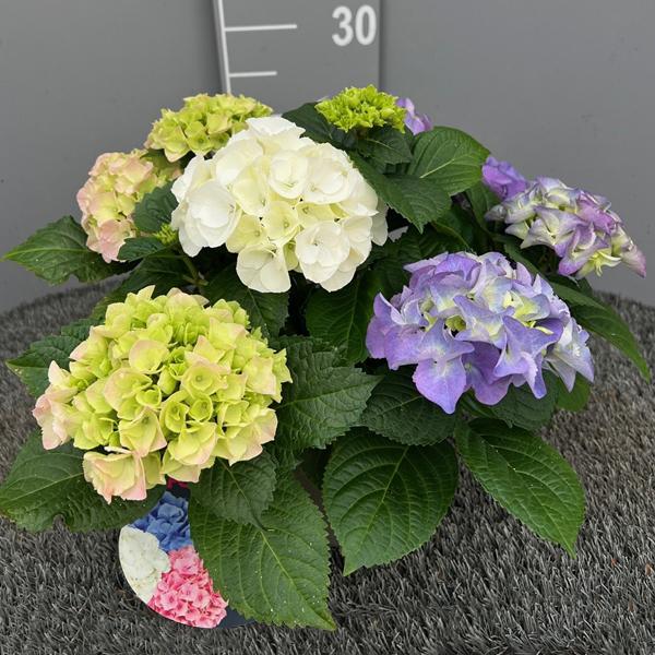 hydrangea macrophylla trio