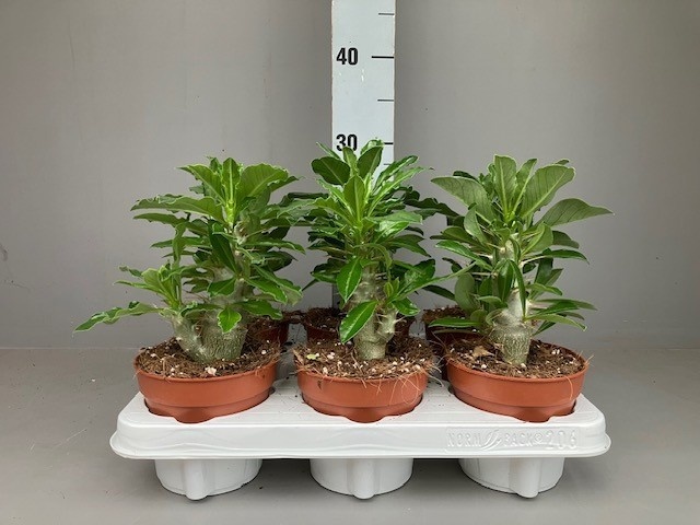 Pachypodium