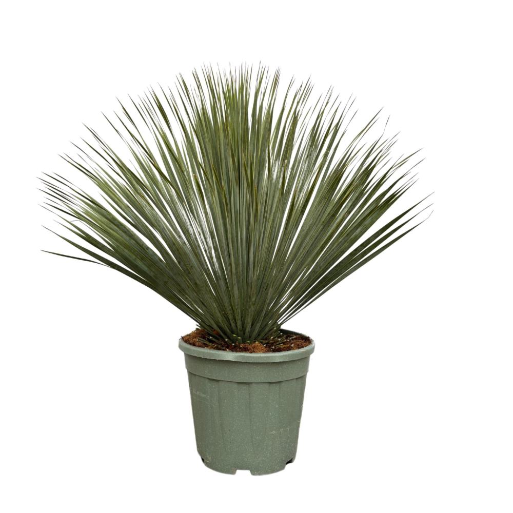yucca