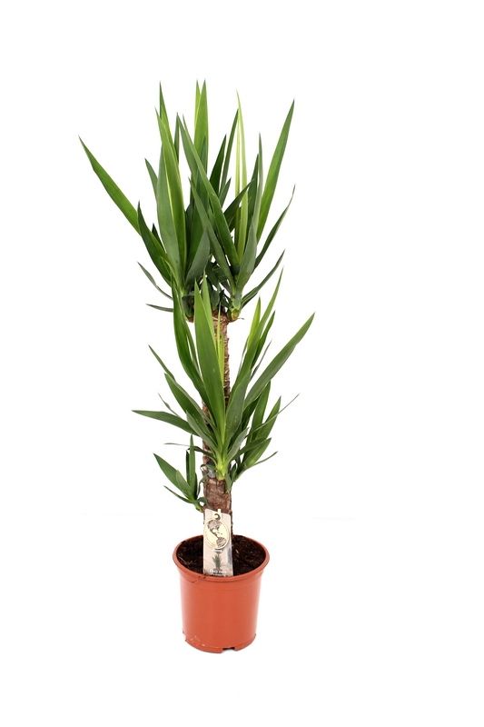 yucca
