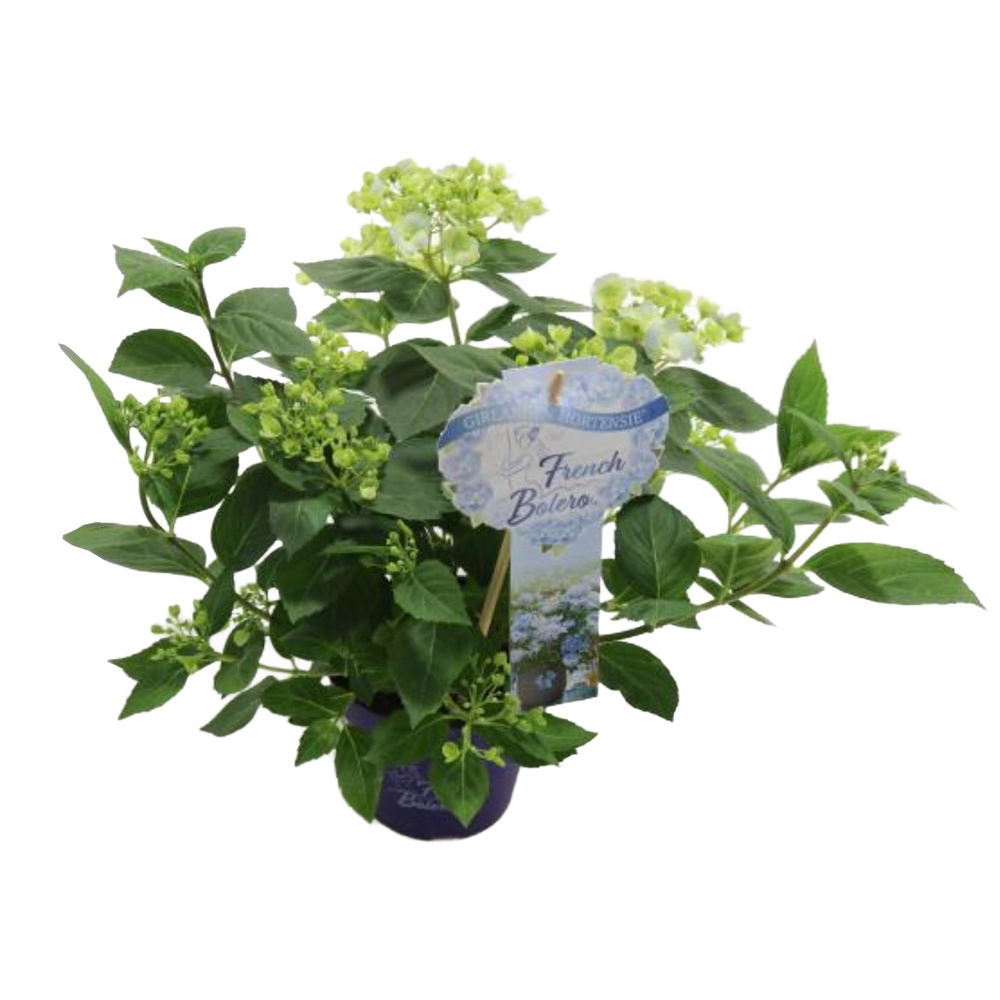 hydrangea macrophylla french bolero