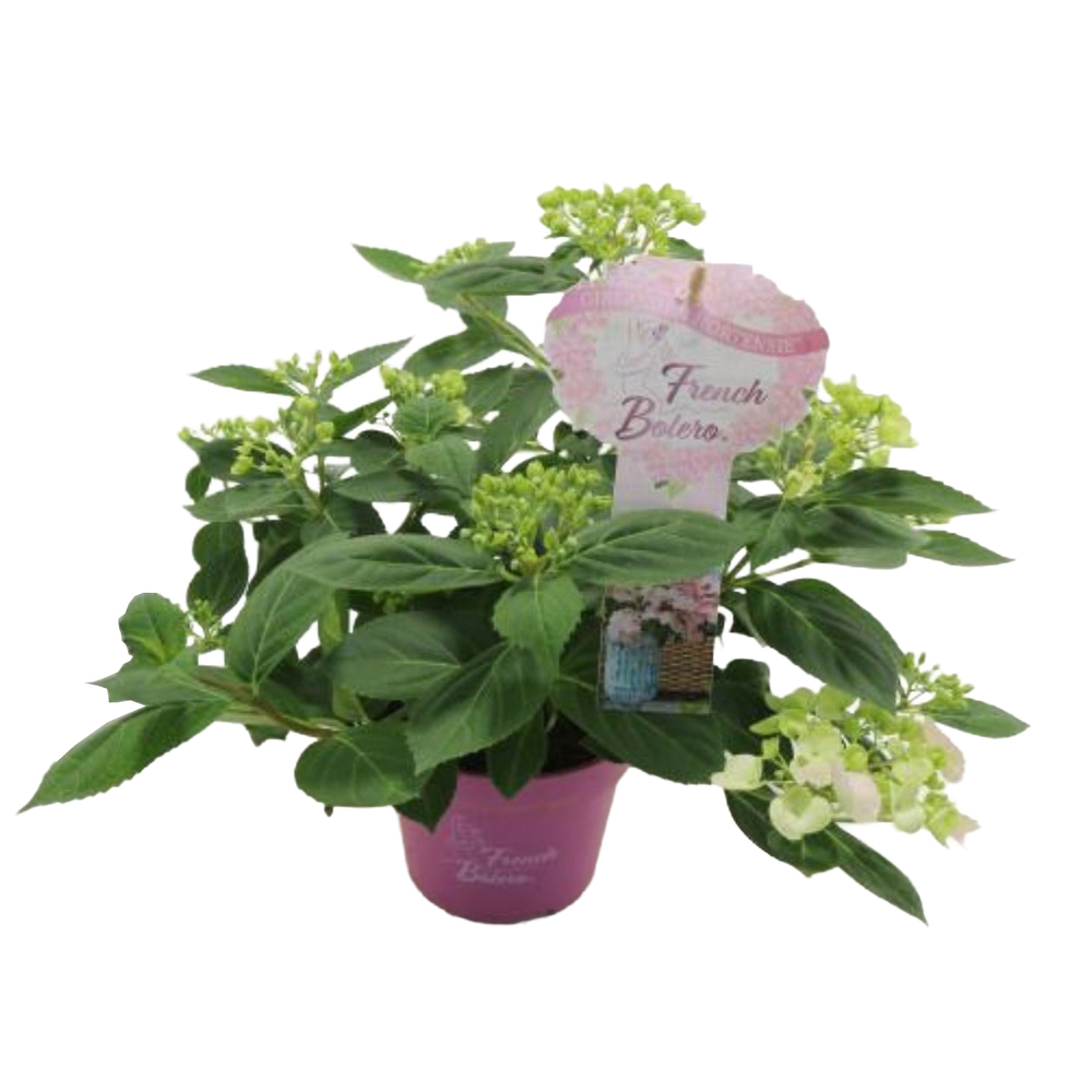 hydrangea macrophylla french bolero