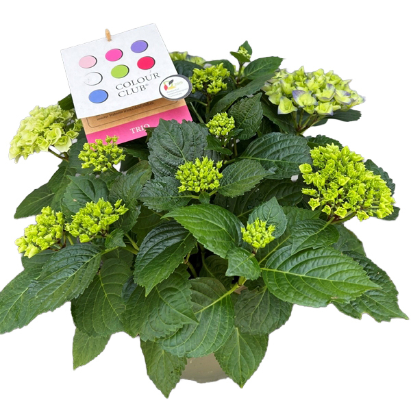 hydrangea macrophylla colour club trio