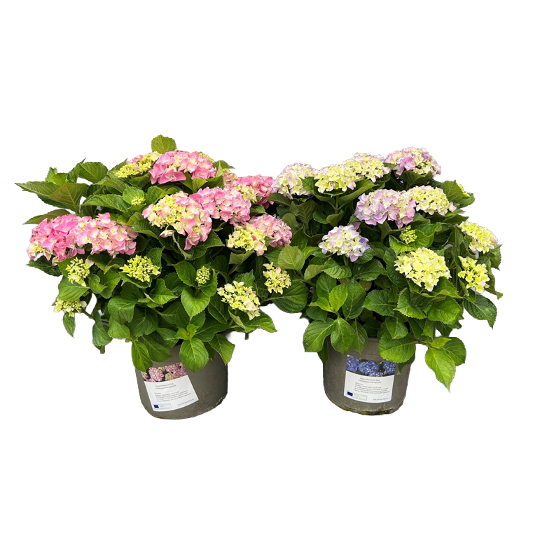 hydrangea macrophylla