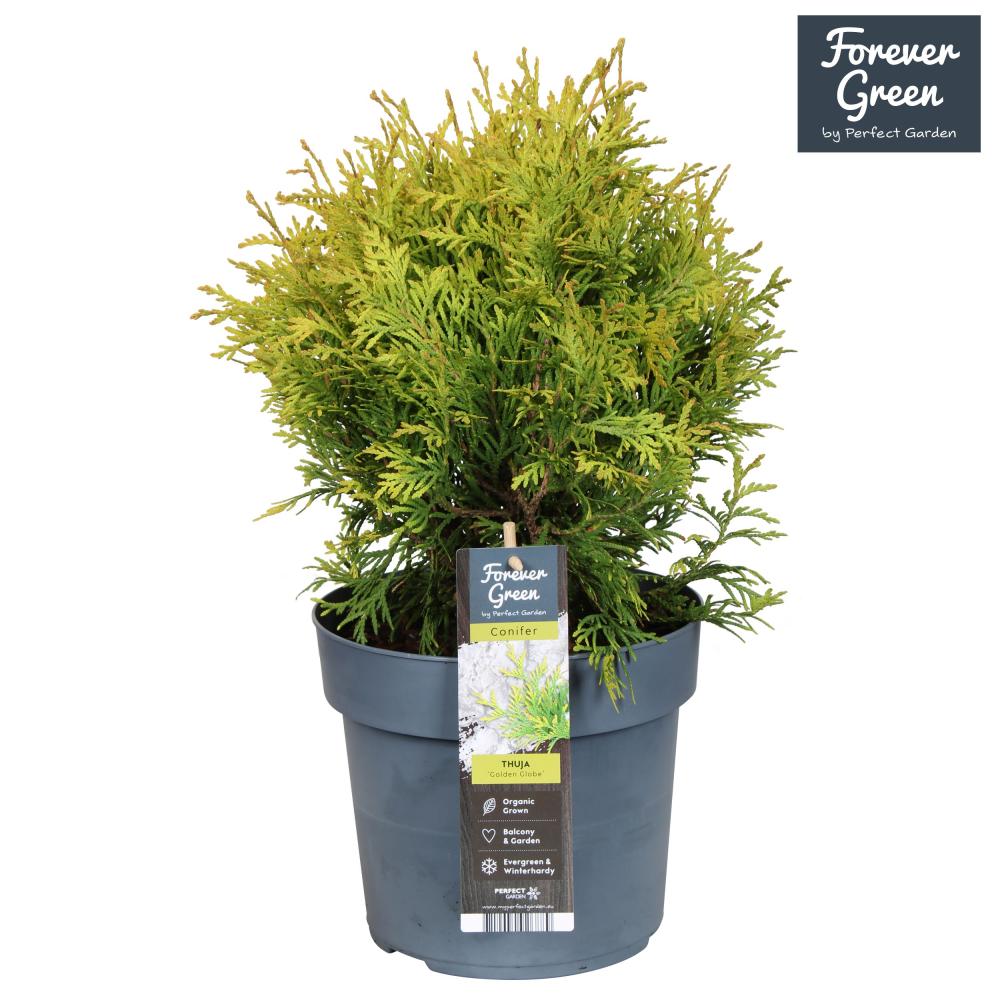 thuja