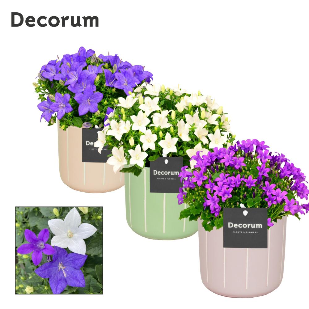 campanula