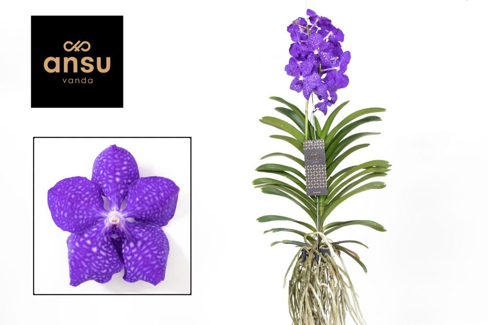 Vanda