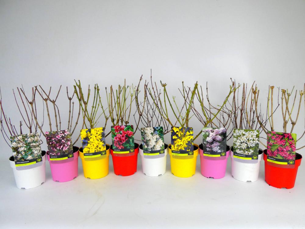 Arbustes ornementales