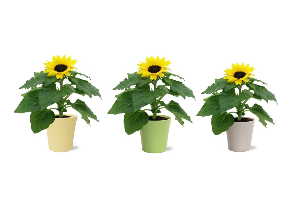 helianthus