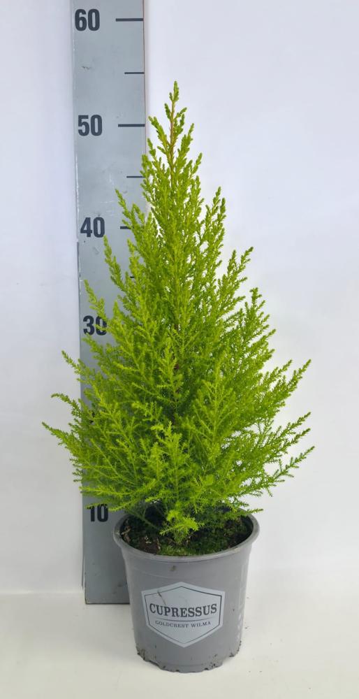 Cupressus