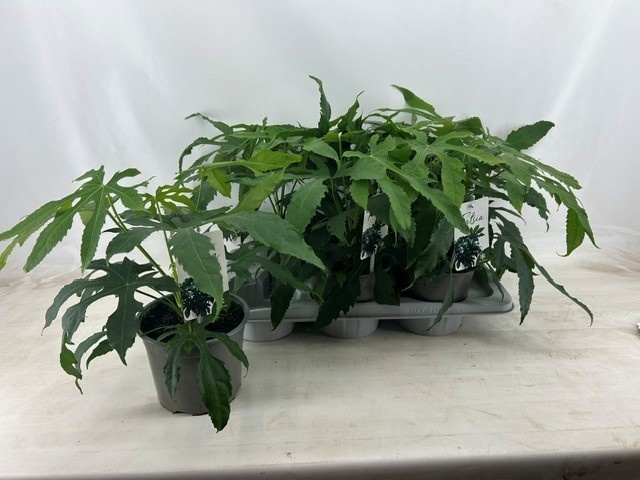 Fatsia