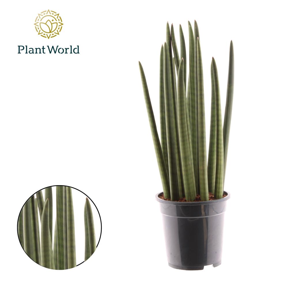 Sansevieria