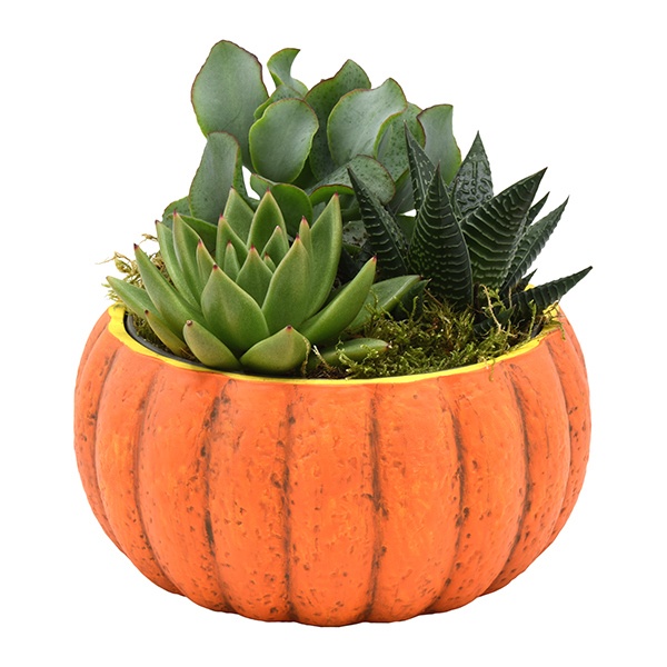 Succulenten