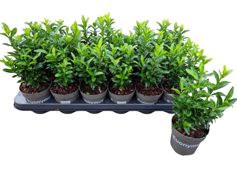 euonymus