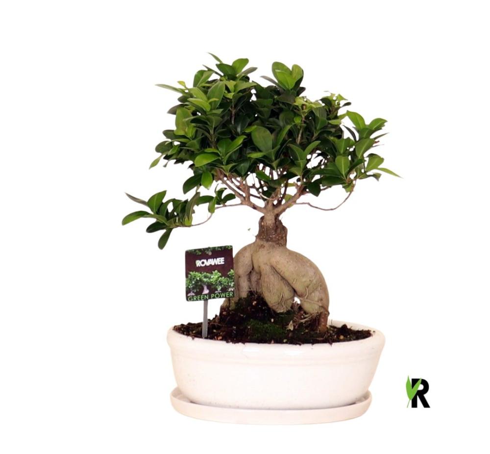 Ficus ginseng
