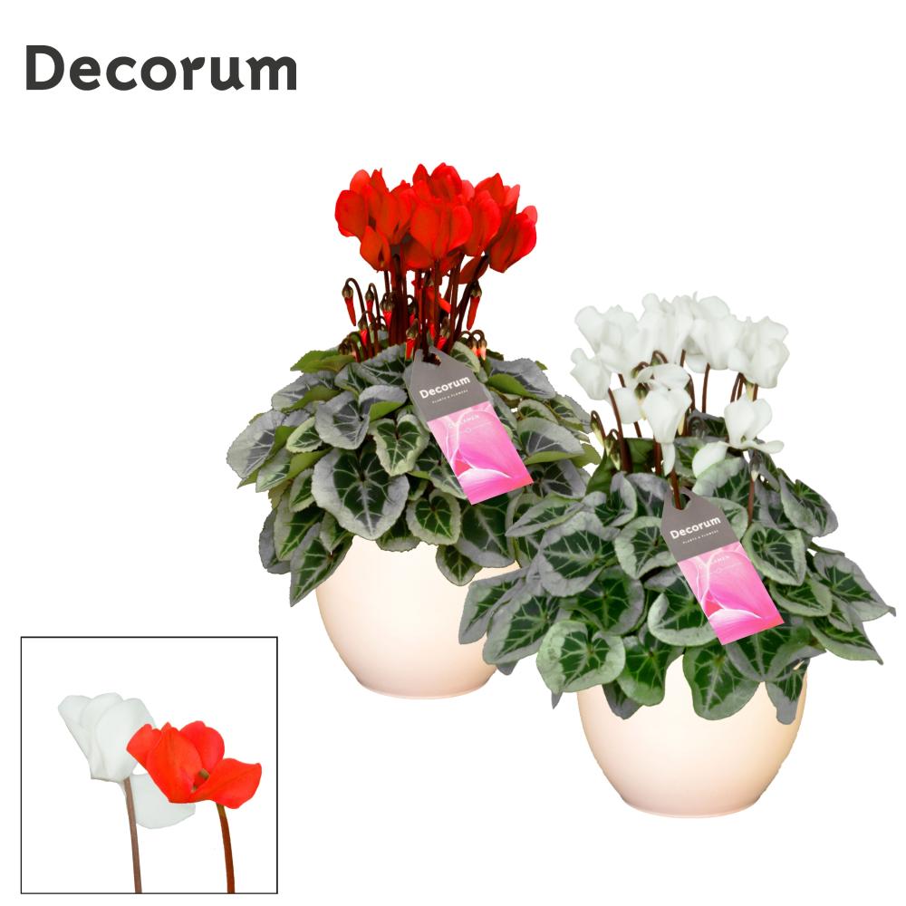 cyclamen