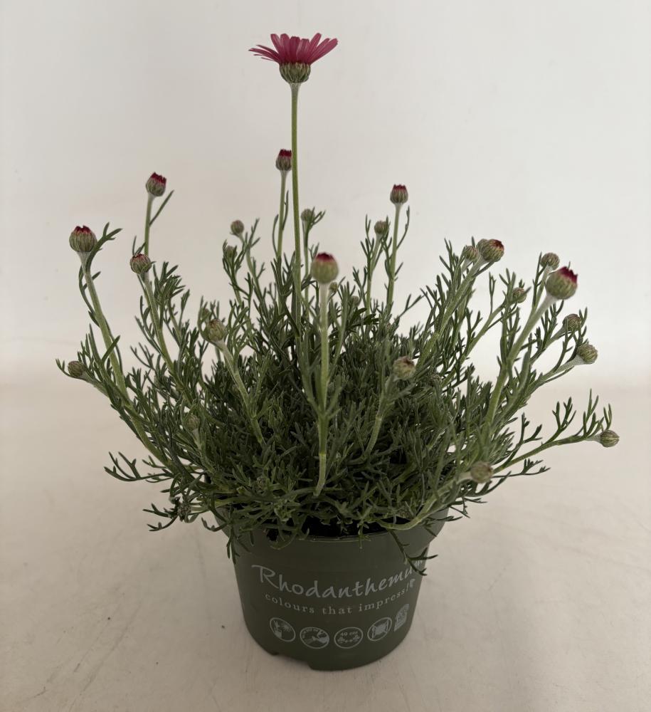 Rhodanthemum