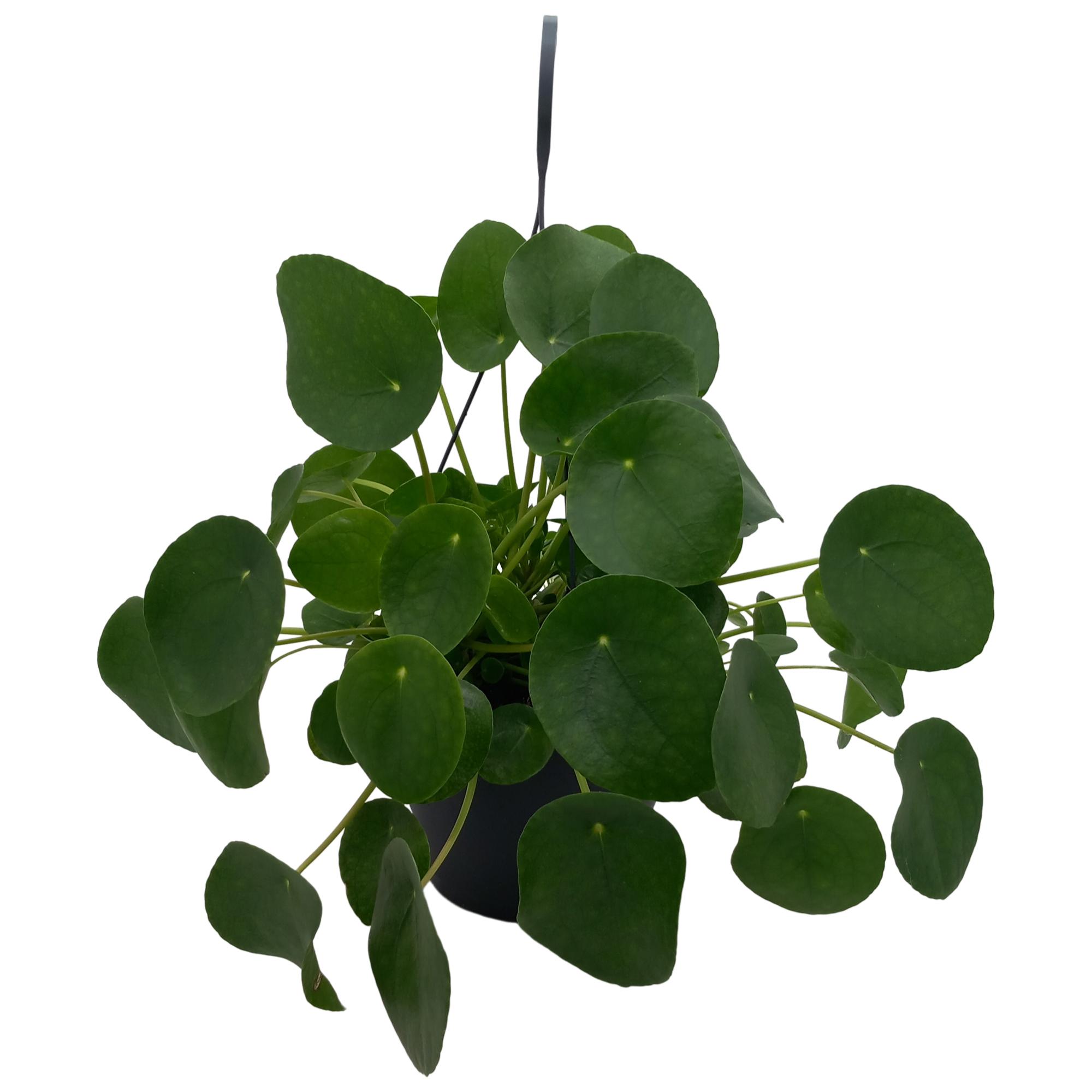 Pilea