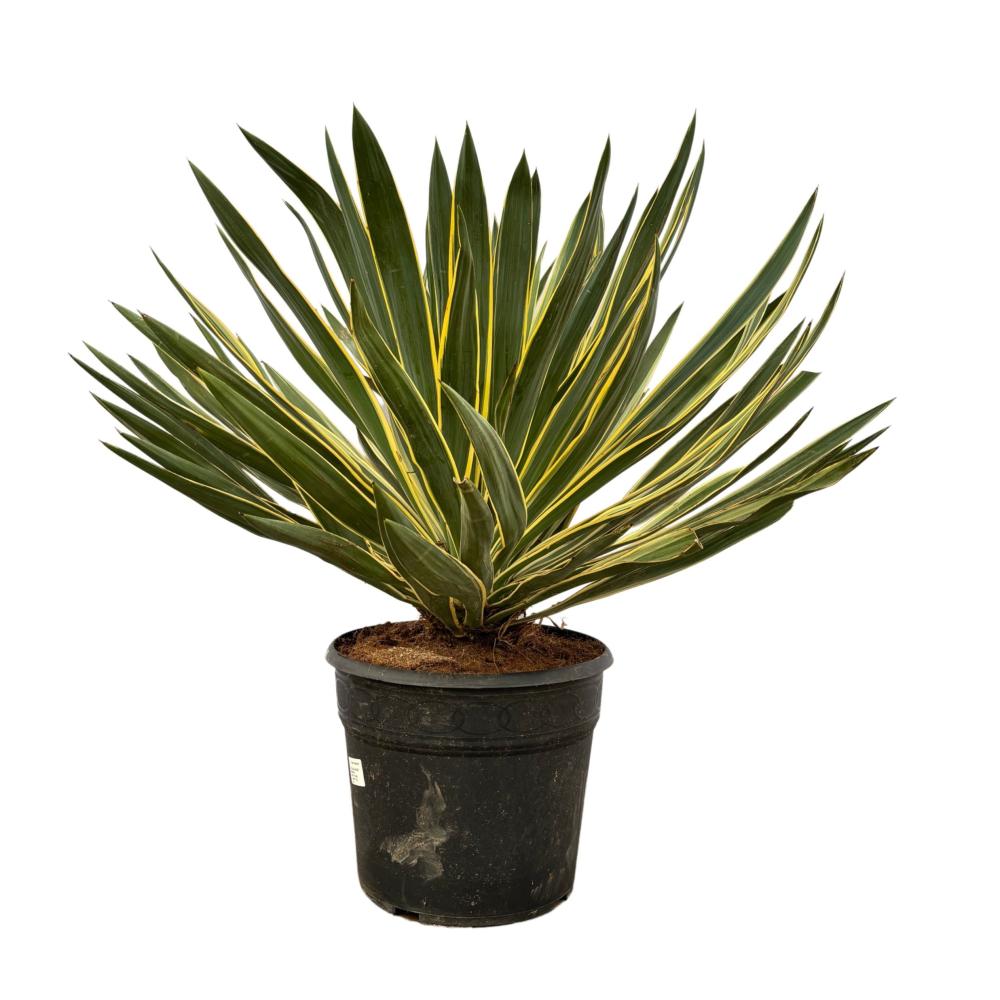 yucca