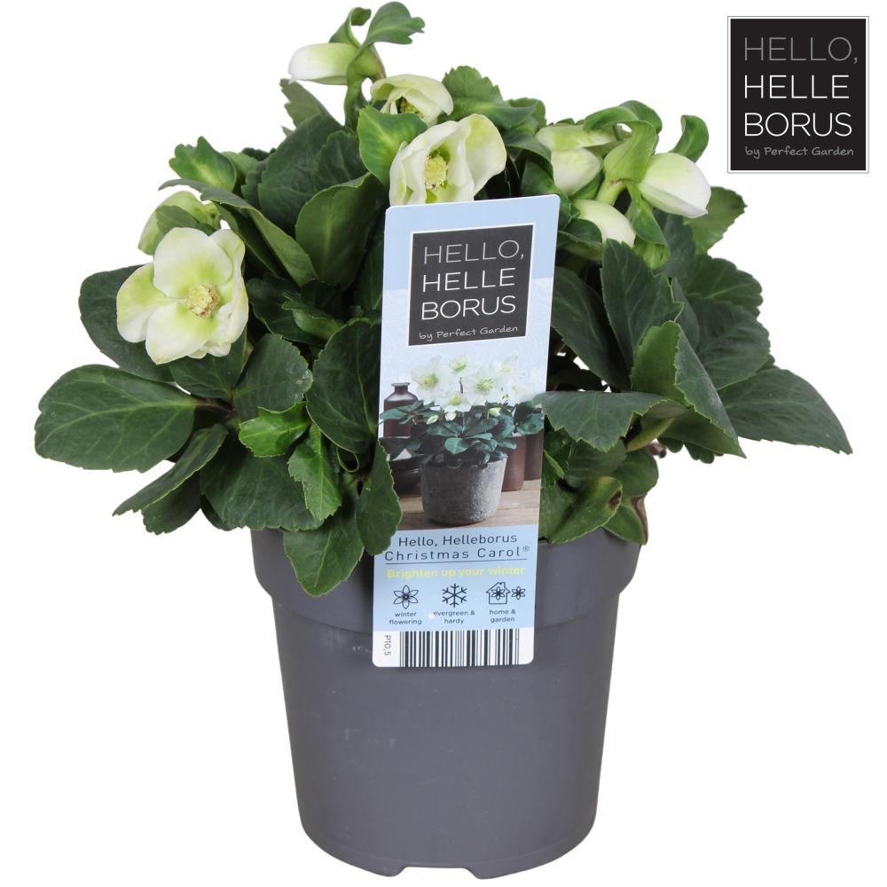 helleb