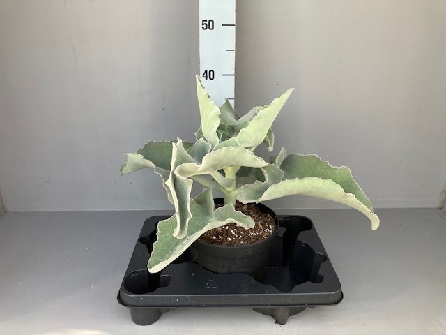 Kalanchoe