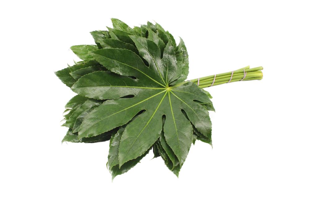 Fatsia