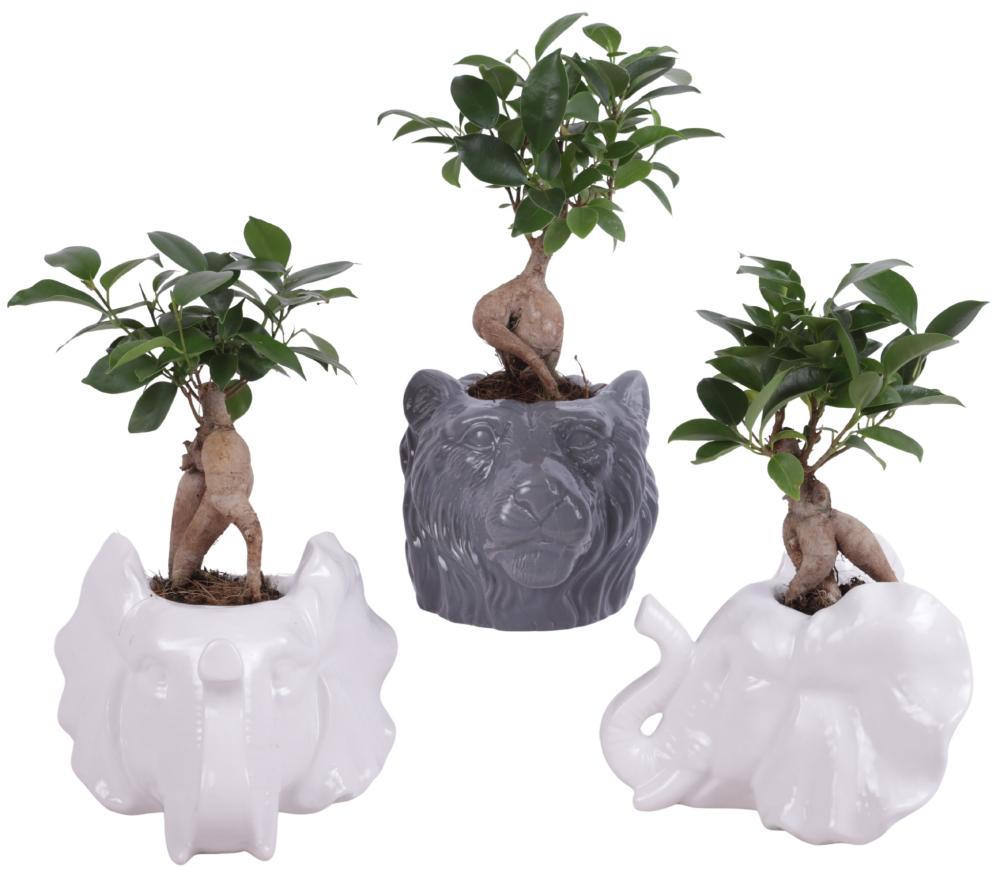 Ficus ginseng