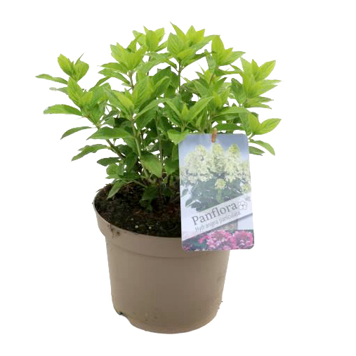 hydrangea paniculata panflora
