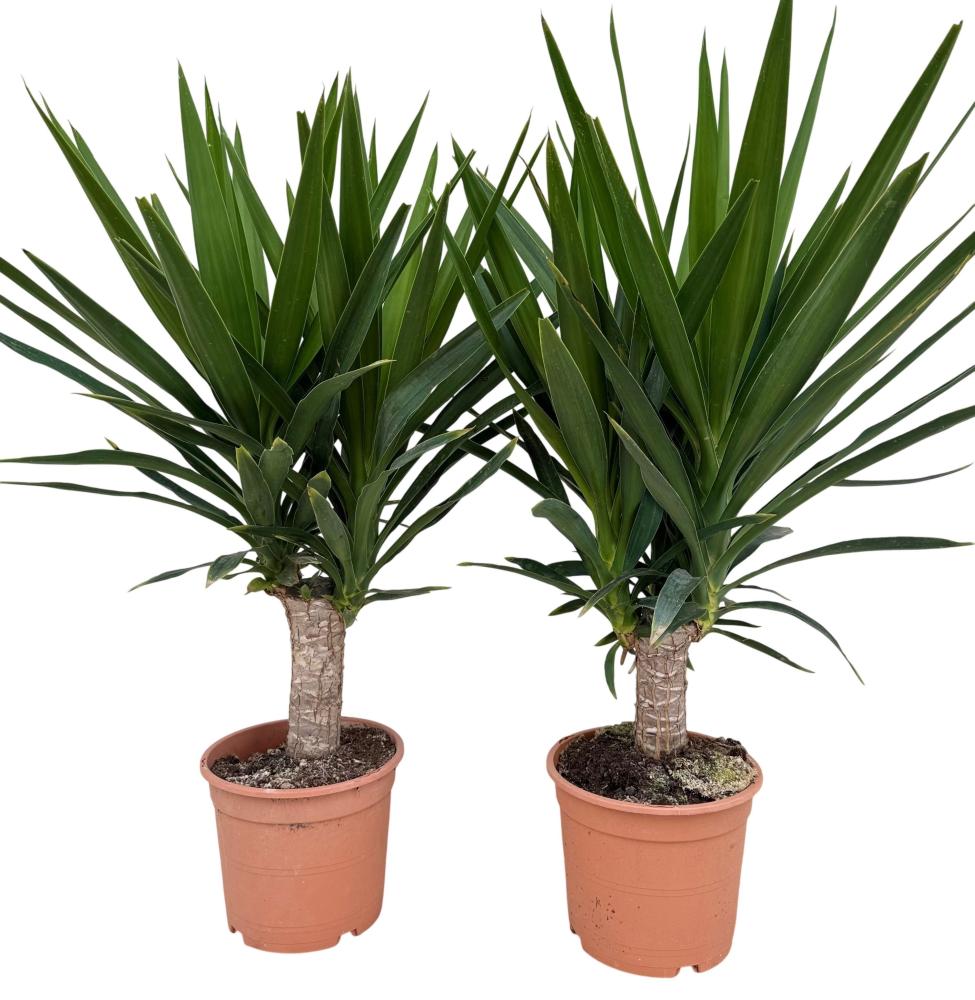 yucca