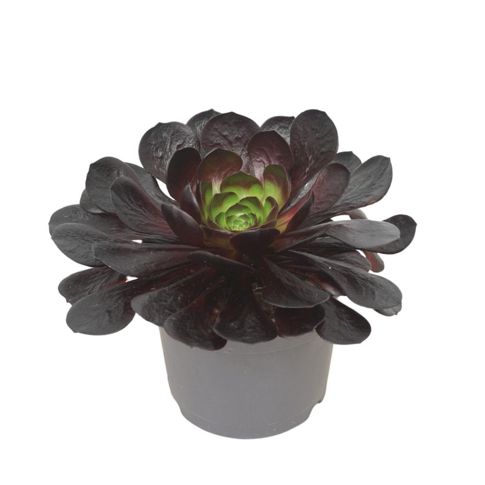 xsemponium