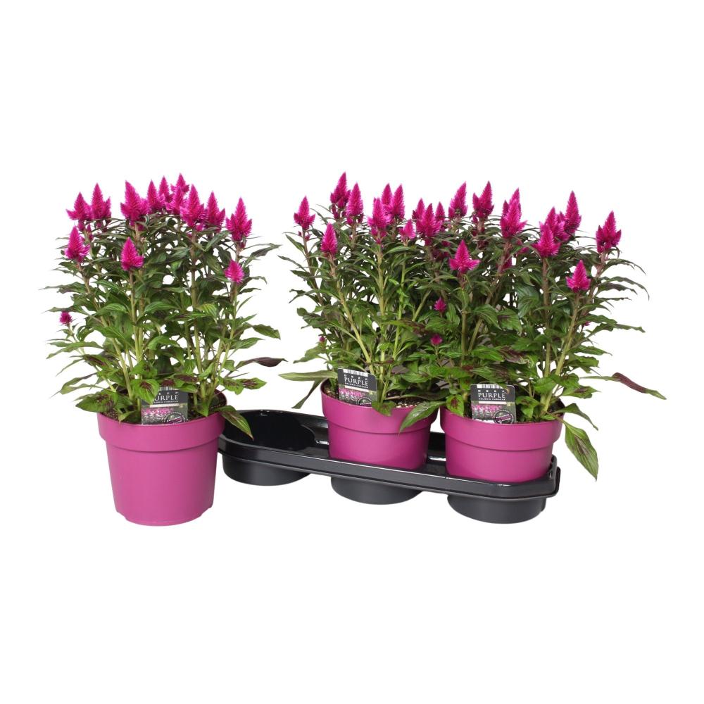Celosia