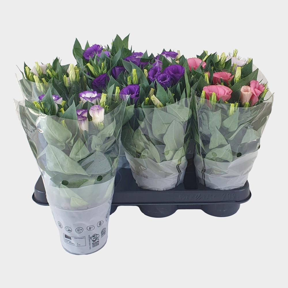 Lisianthus