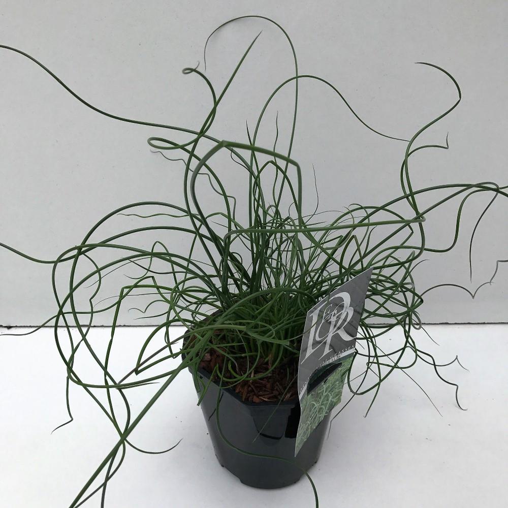 Juncus