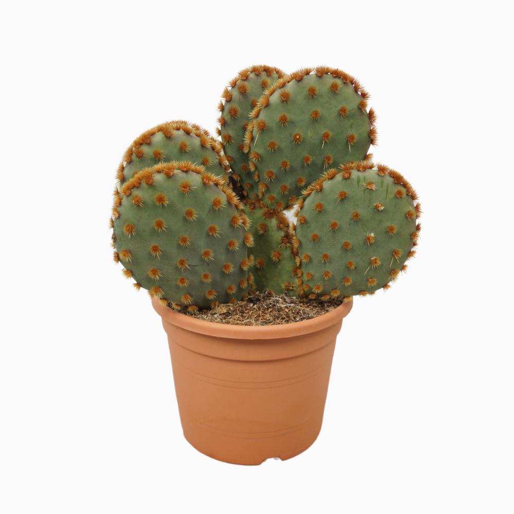 Opuntia