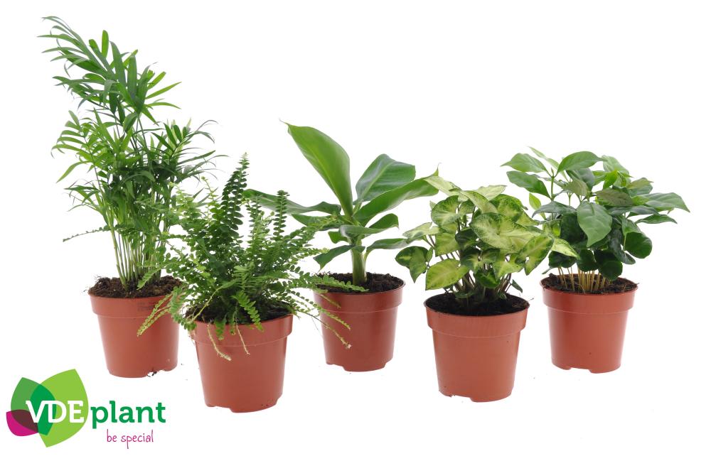 Plantes