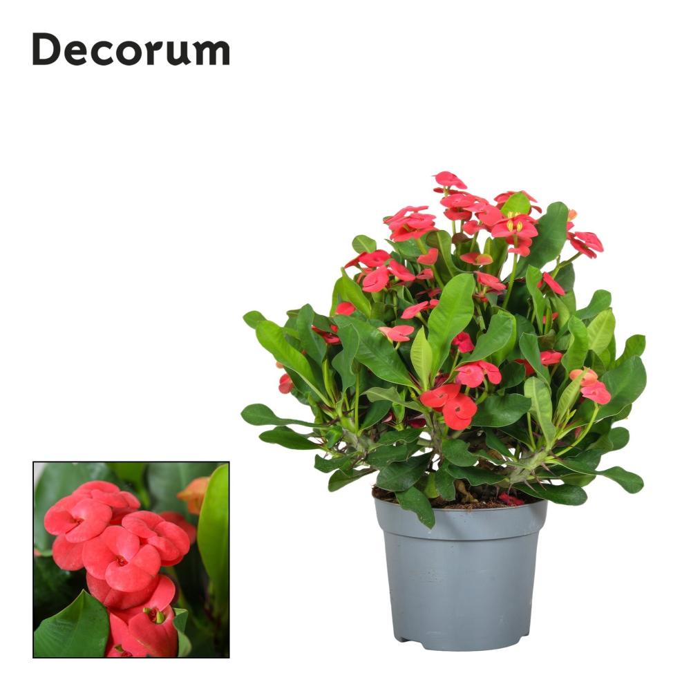 Euphorbia milii