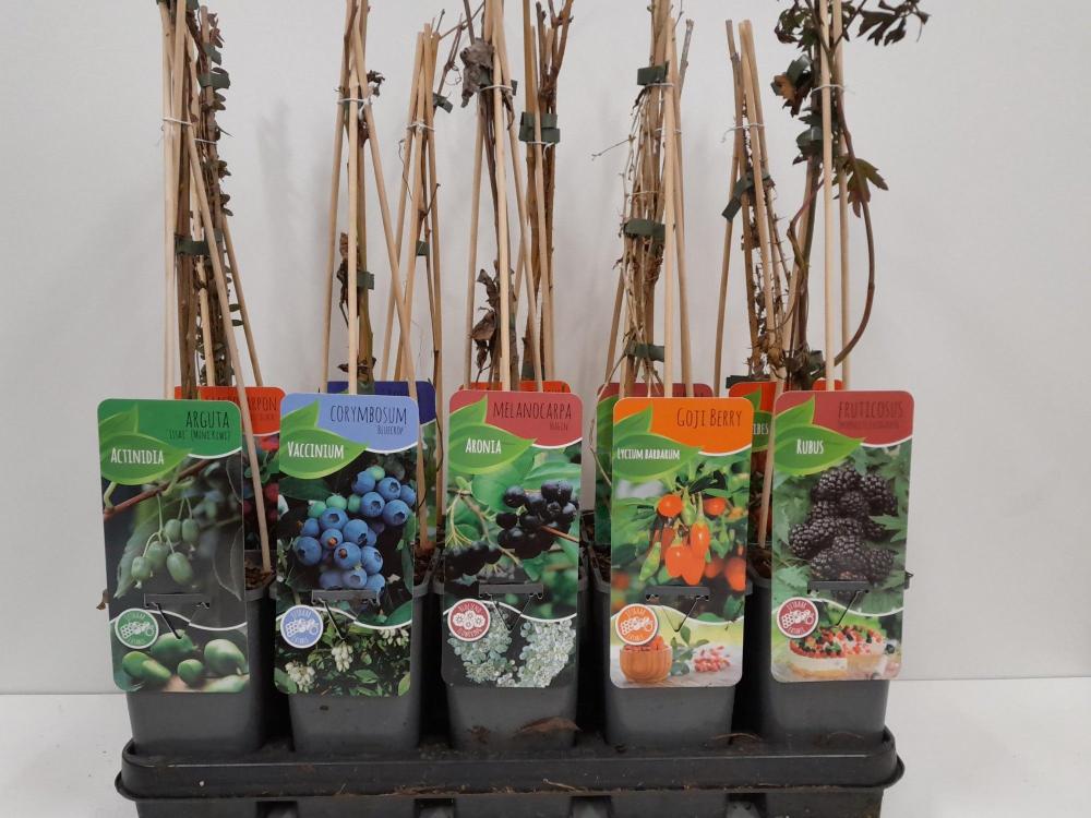 arbres/arbustes fruitiers