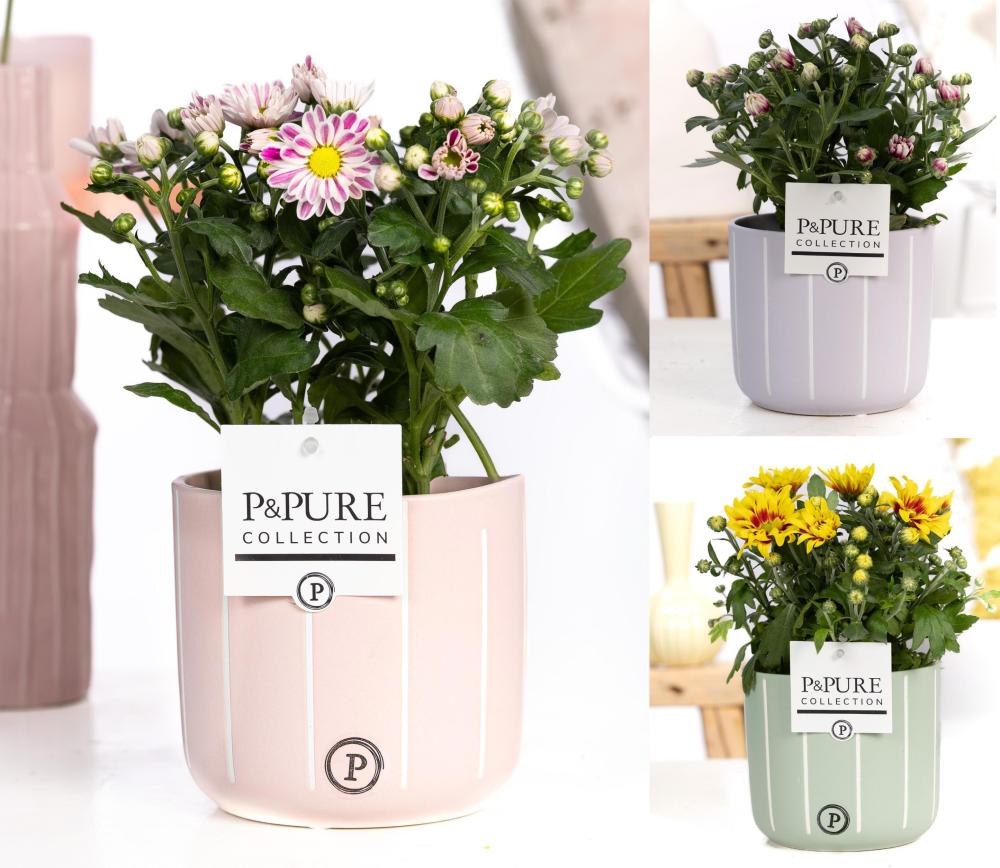 Chrysanthemum